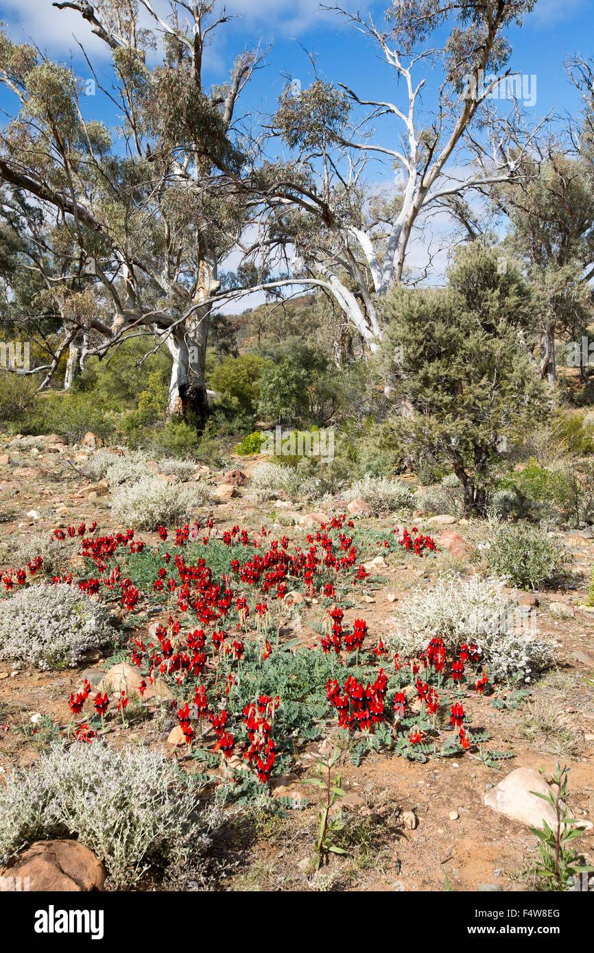 El colorido paisaje en el outback de Australia con alfombra de flores rojas de Sturt's desert pea, Swainsona formosa & gum árboles bajo un cielo azul Foto de stock