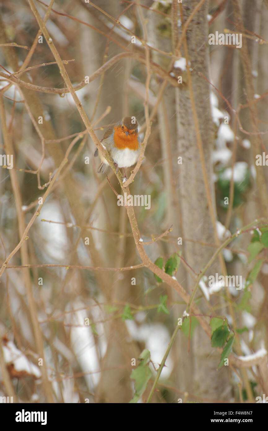 Robin en la nieve. Foto de stock