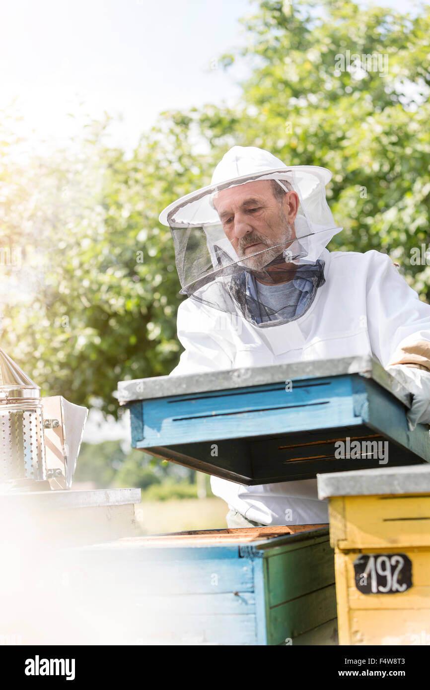 El apicultor en llevar ropa protectora quitando la tapa de la colmena Foto de stock