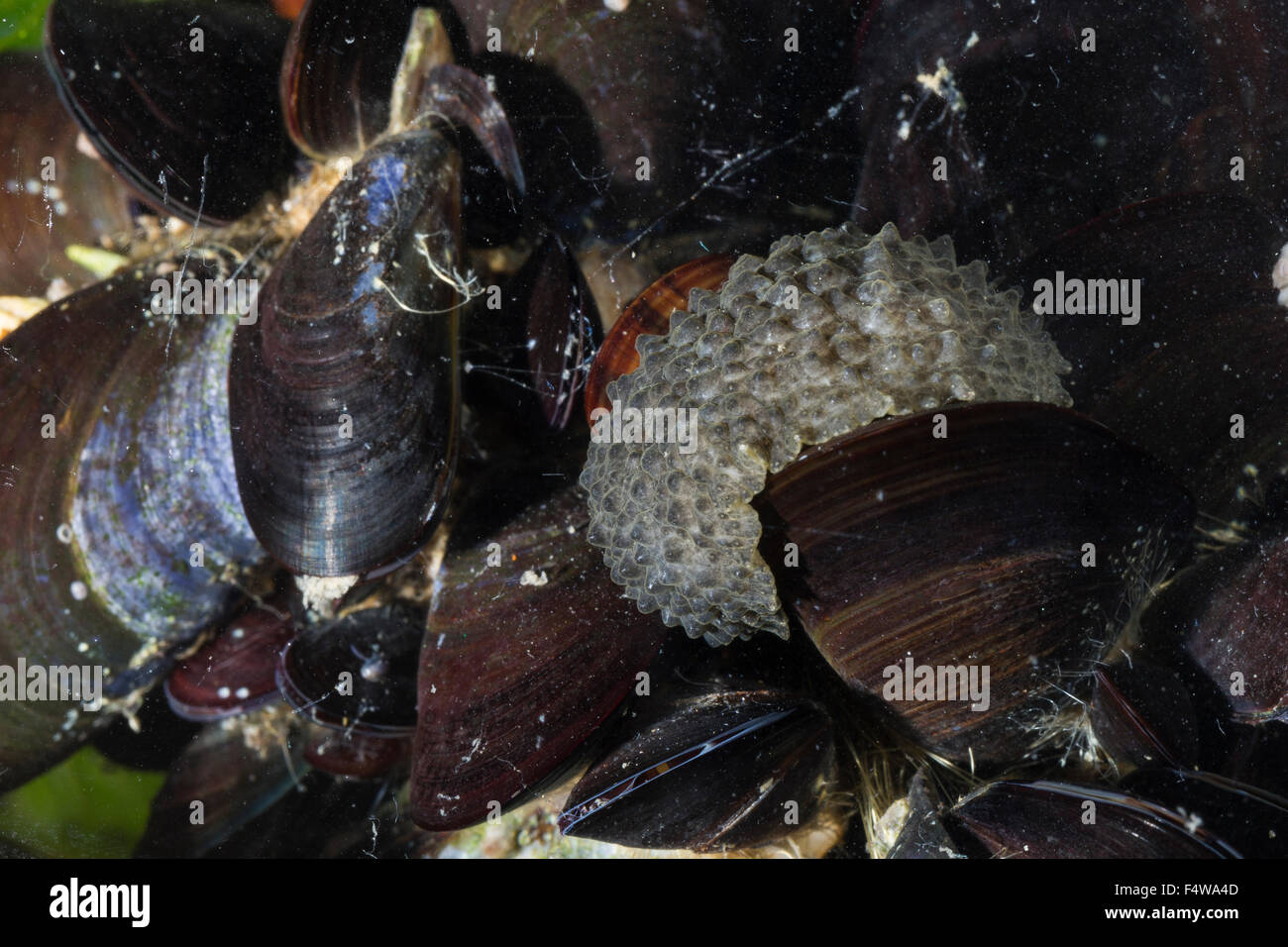 Mar Céltico slug, mar Céltico-slug, Celta, Nacktschnecke Seaslug, Onchidella celtica, Onchidiella celtica, Onchidium celticum Foto de stock