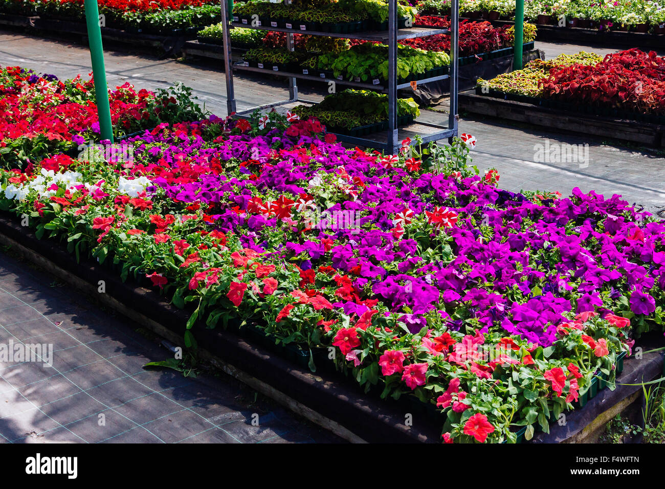 Flores ornamentales en venta en plantas de vivero Foto de stock