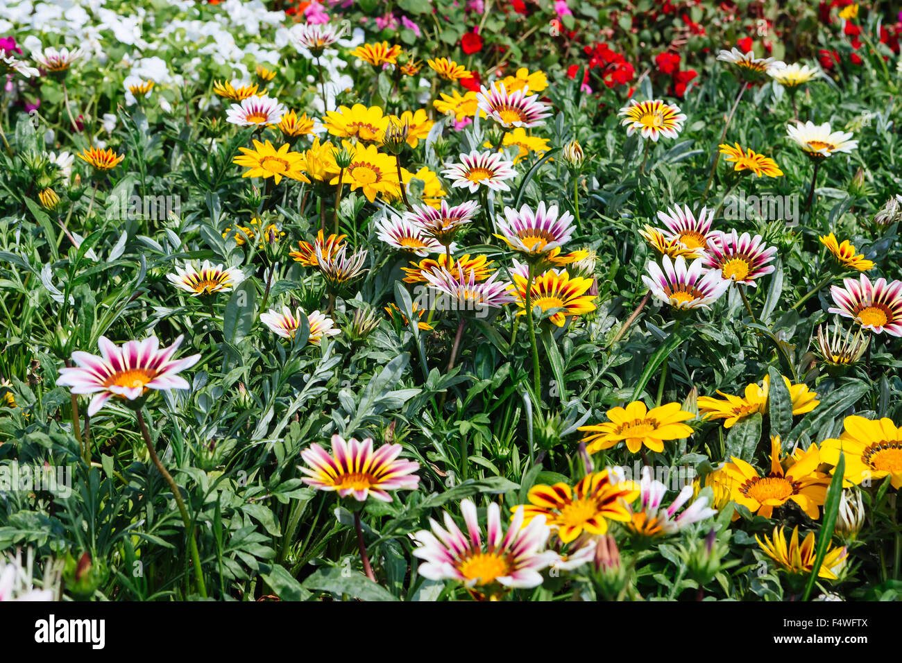 Flores ornamentales en venta en plantas de vivero Foto de stock