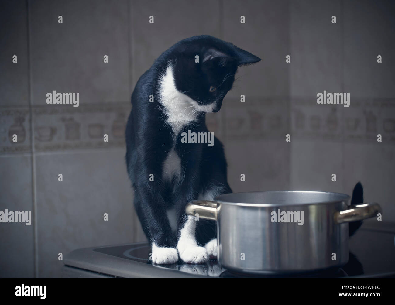 En blanco y negro cat buscando interesados en la olla cocción Foto de stock