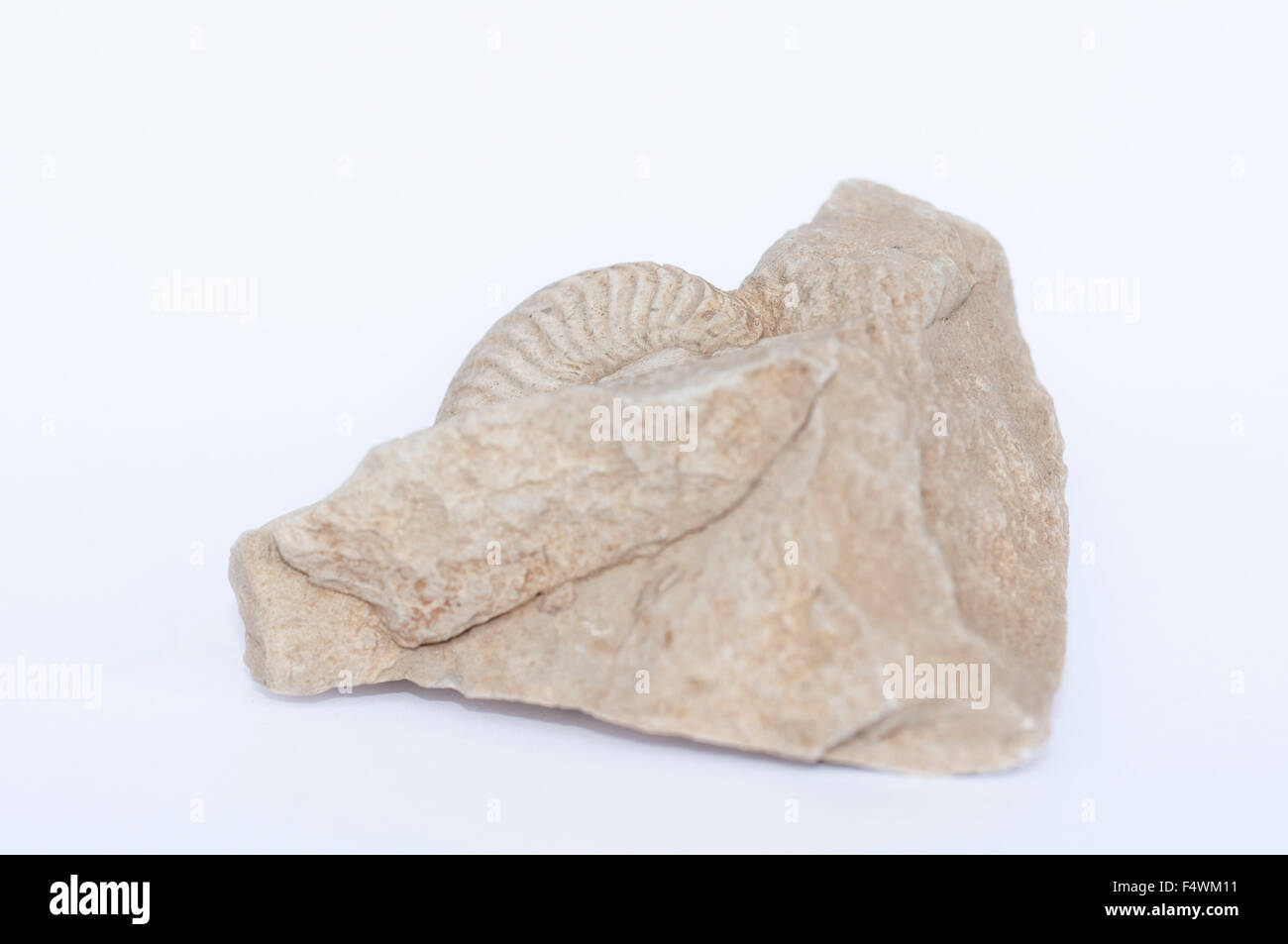 Retrato de fósiles de ammonites, Amaltheus real, incrustado en una roca. Foto de stock