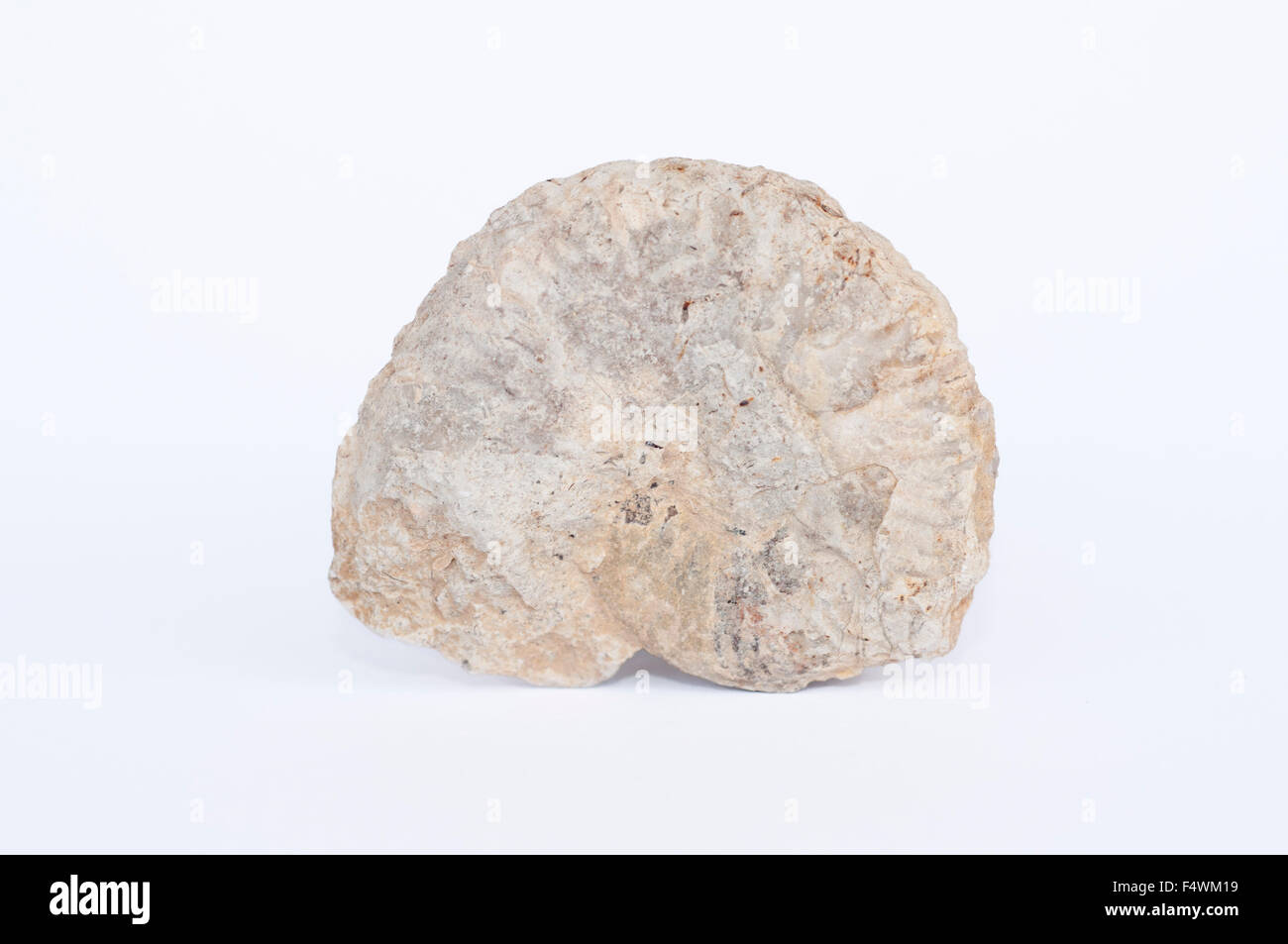 Retrato de verdaderos fósiles de ammonites. Amaltheus. Foto de stock