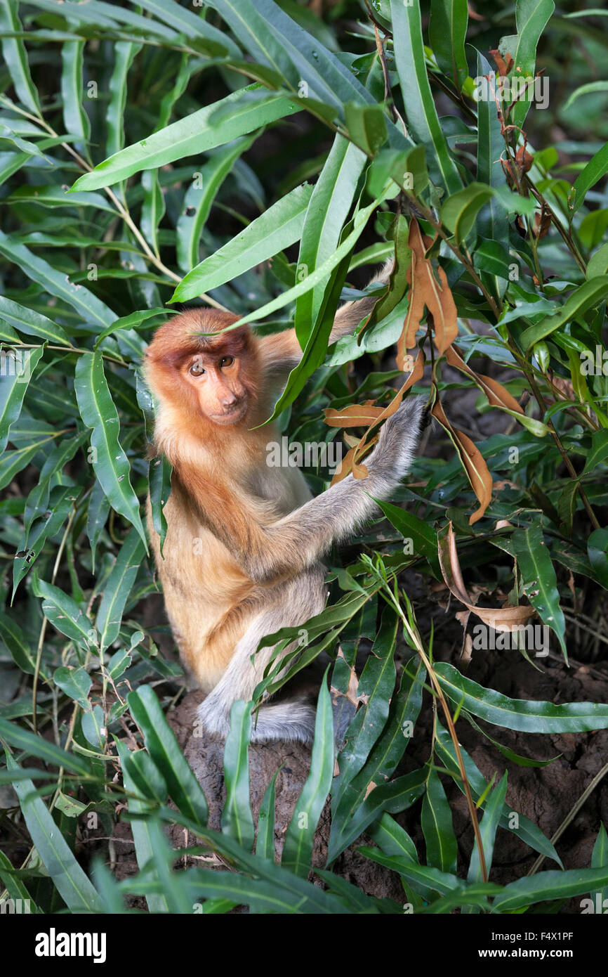 Probóscide mono (Nasalis larvatus) en bosques de tierras bajas costeras Foto de stock