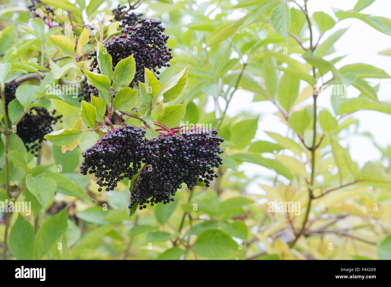 Sambucus nigra. Elderberry fruto de un árbol Foto de stock