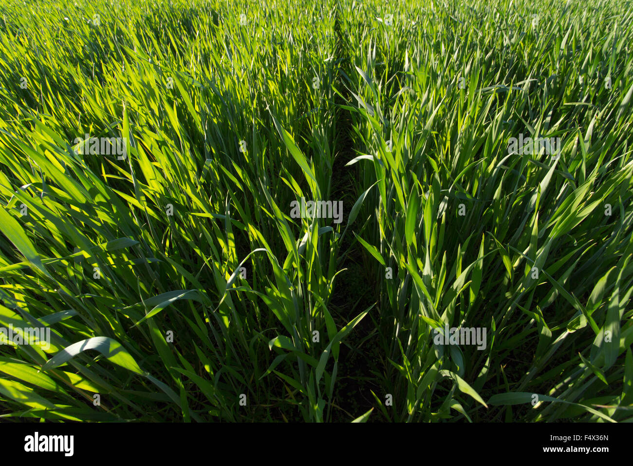 Filas en el joven campo de trigo en Sunset, amplia Foto de stock