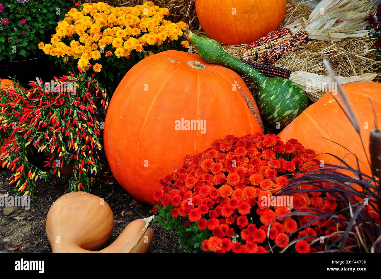 Pájaro en Mano, Pensilvania: visualización de otoño de los crisantemos, calabazas, las calabazas de cuello de cisne y una planta de pimienta Foto de stock
