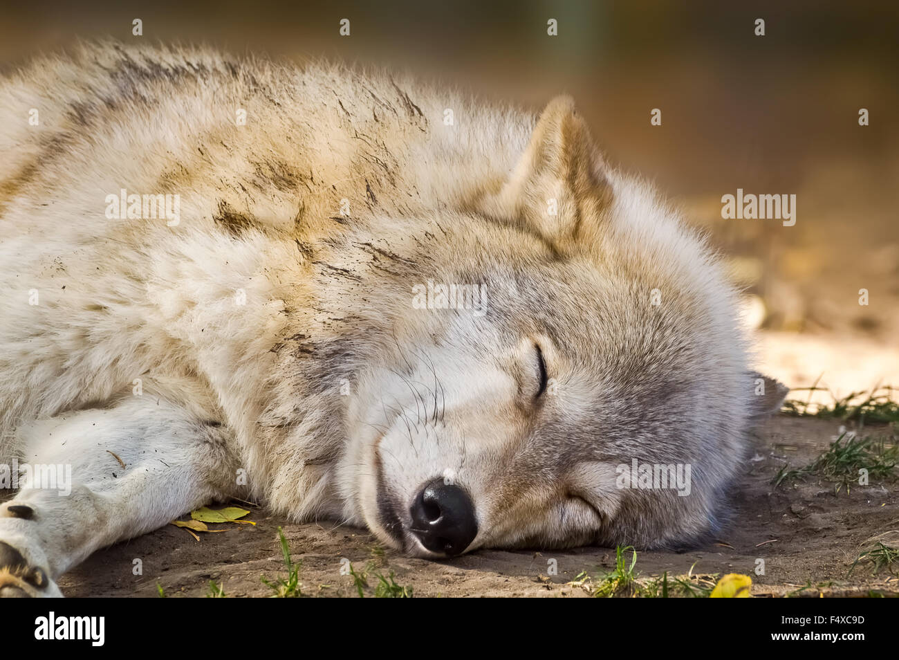 Lobo gris durmiendo en la sombra para escapar del sol de otoño Fotografía  de stock - Alamy