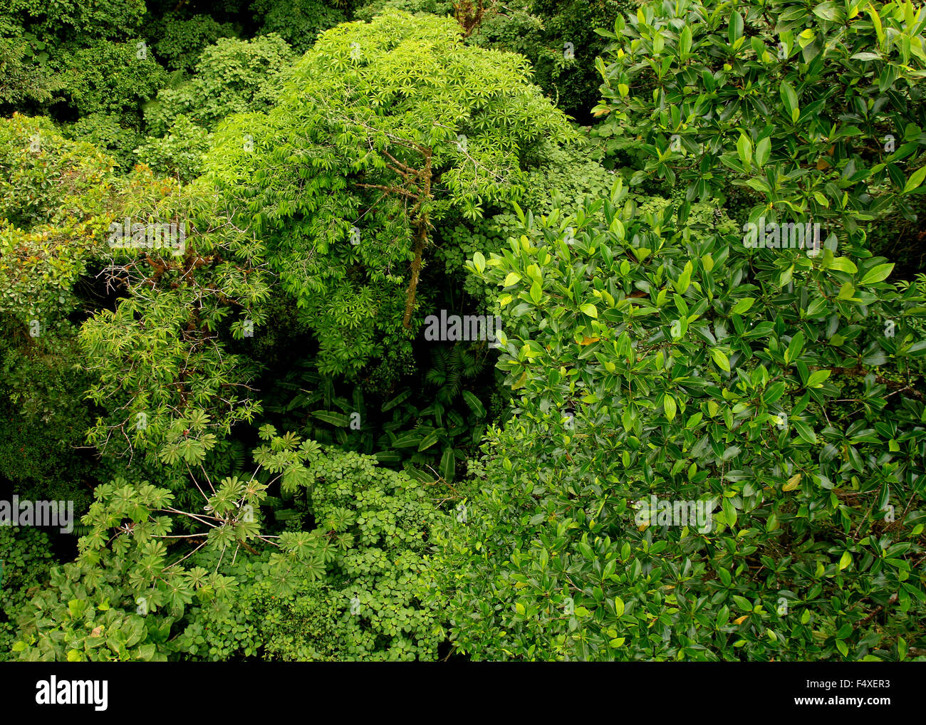 Escenario natural de hacer senderismo en el bosque tropical del bosque nuboso de Monteverde en Costa Rica Foto de stock