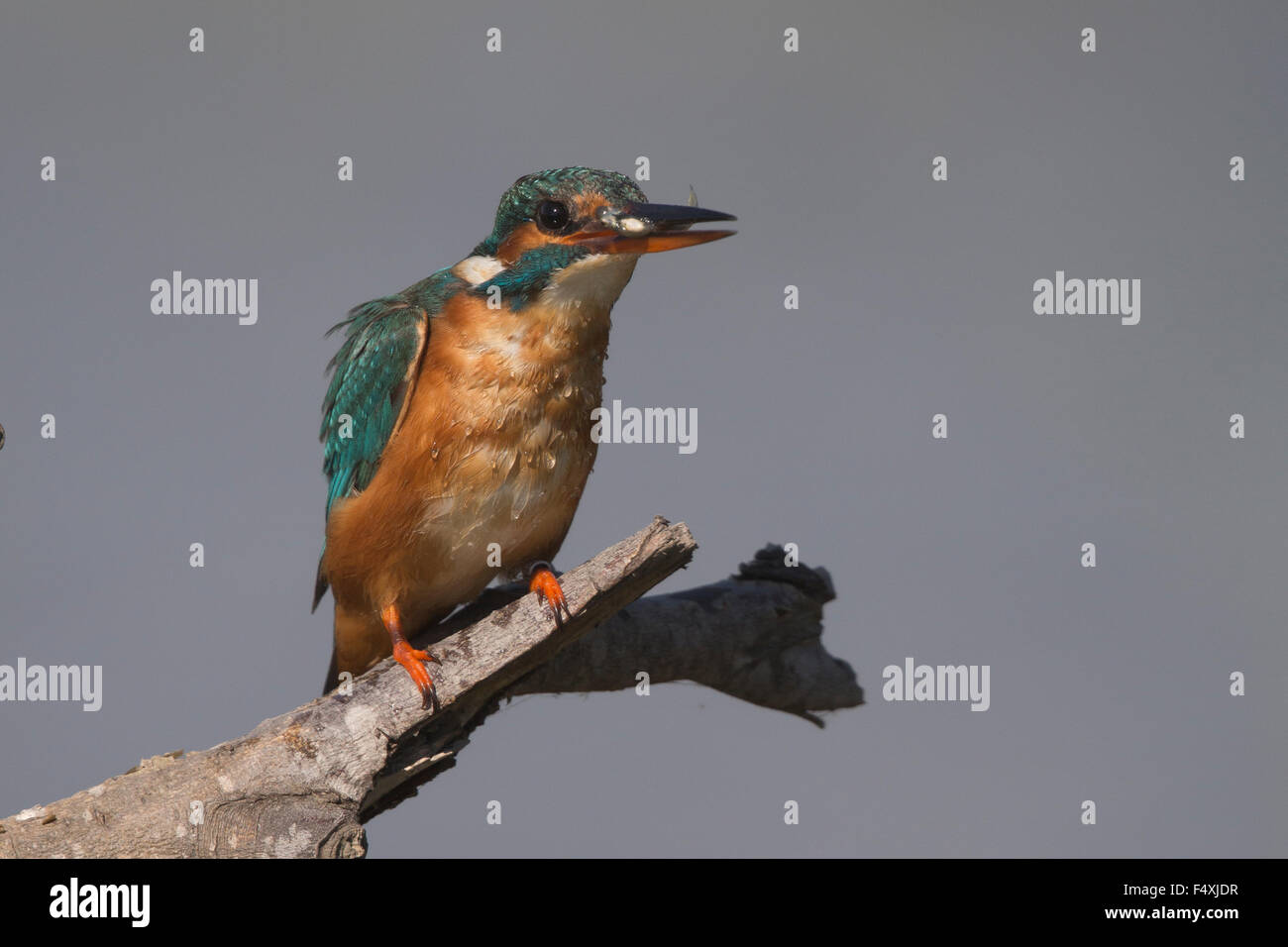 Kingfisher en Andalucia Foto de stock