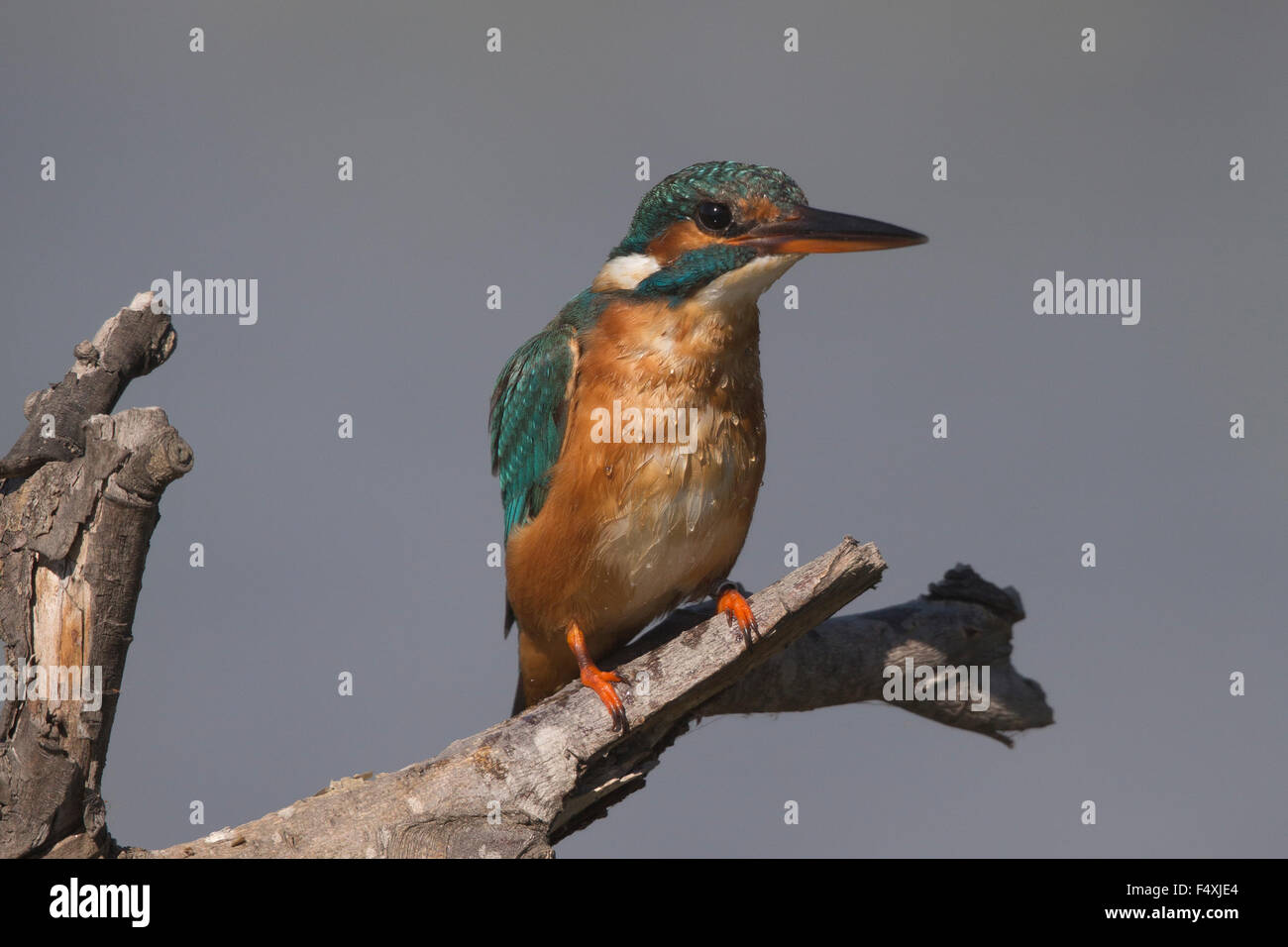 Kingfisher en Andalucia Foto de stock