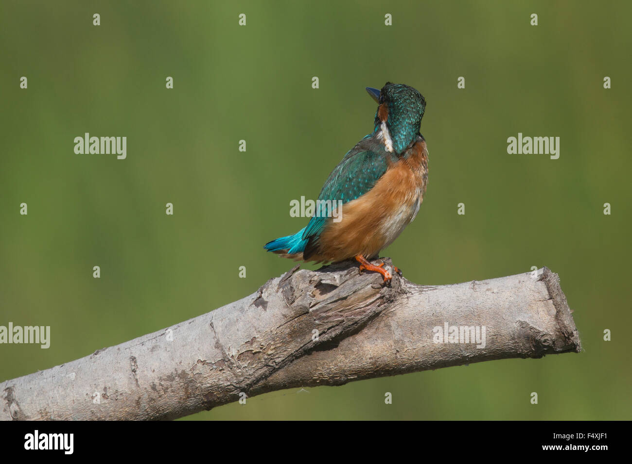 Kingfisher en Andalucia Foto de stock