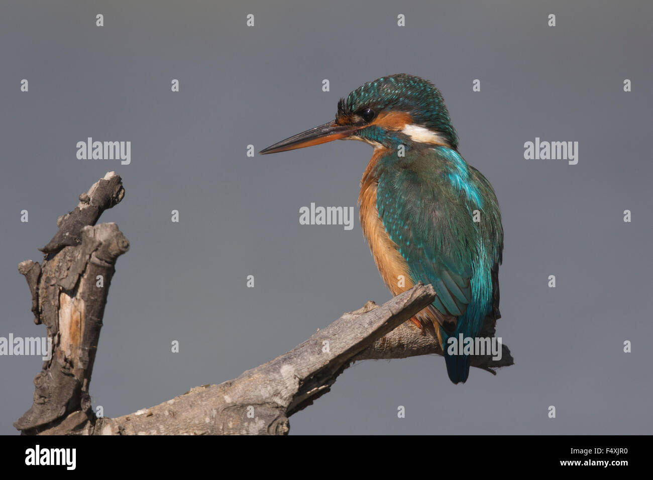Kingfisher en Andalucia Foto de stock
