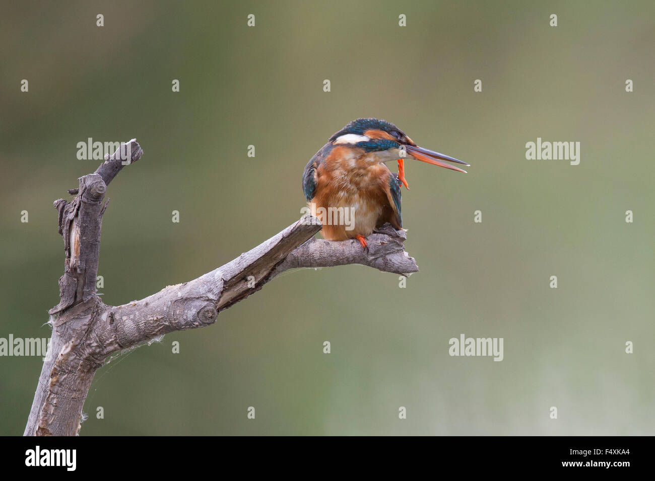 Kingfisher en Andalucia Foto de stock