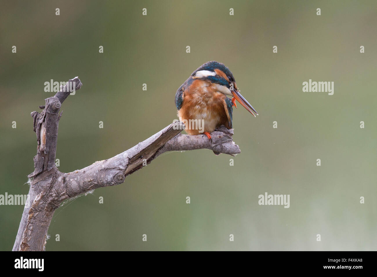 Kingfisher en Andalucia Foto de stock