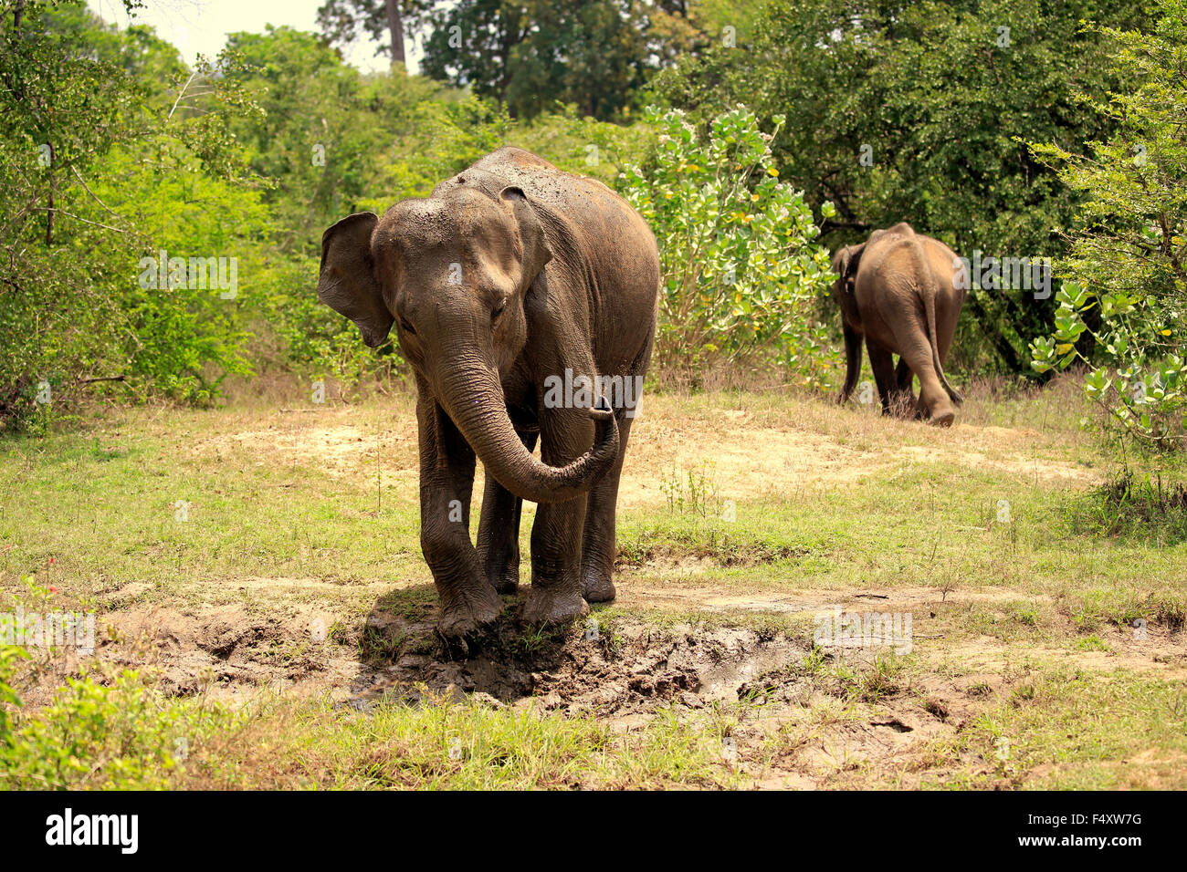 Elefante de Sri Lanka (Elephas maximus maximus), adulto, barro como protección de la piel, el Parque Nacional de Udawalawe, Sri Lanka Foto de stock