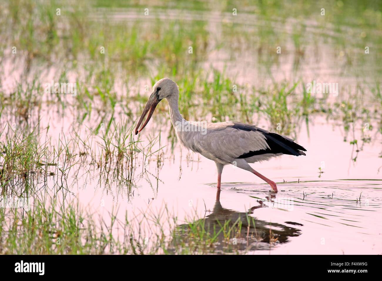 Asian openbill (Anastomus oscitans), adultos, cazando, corriendo en el agua, con la presa en el pico, el Parque Nacional Bundala Foto de stock