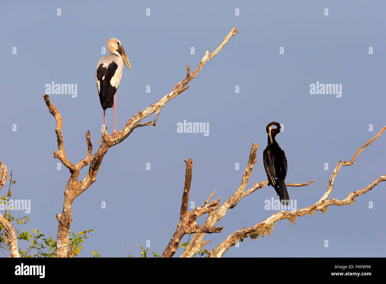 Asian openbill (Anastomus oscitans) y la Oriental darter (Anhinga melanogaster), adulto, sentado sobre un árbol seco Foto de stock