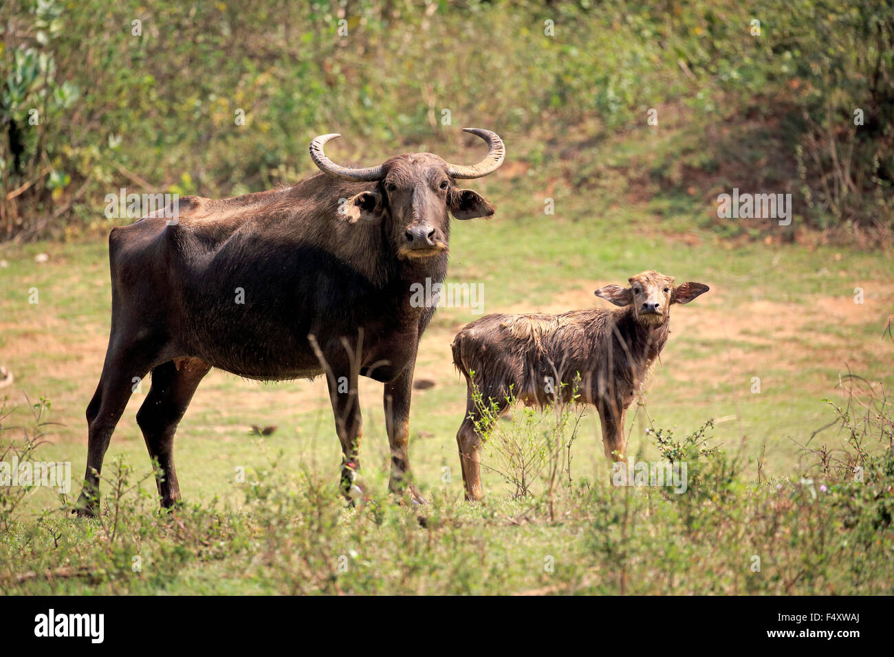 Wild Water búfalos (Bubalus arnee), madre de ternera, el Parque Nacional de Udawalawe, Sri Lanka Foto de stock
