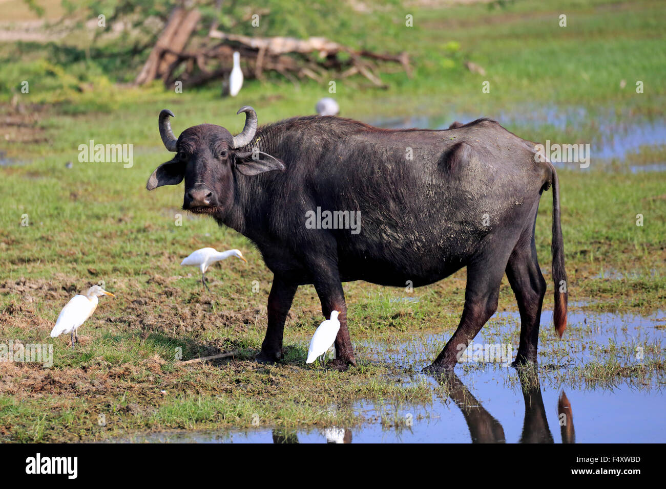 Búfalo de agua (Bubalis bubalis), adultos en aguas poco profundas con la garcilla bueyera (Bubulcus ibis), Parque Nacional Bundala, Sri Lanka Foto de stock