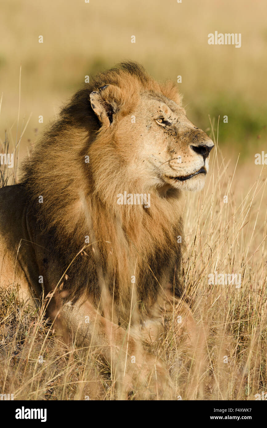 Retrato, León (Panthera leo), macho tumbado en la hierba, el Masai Mara, Condado de Narok, Kenia Foto de stock