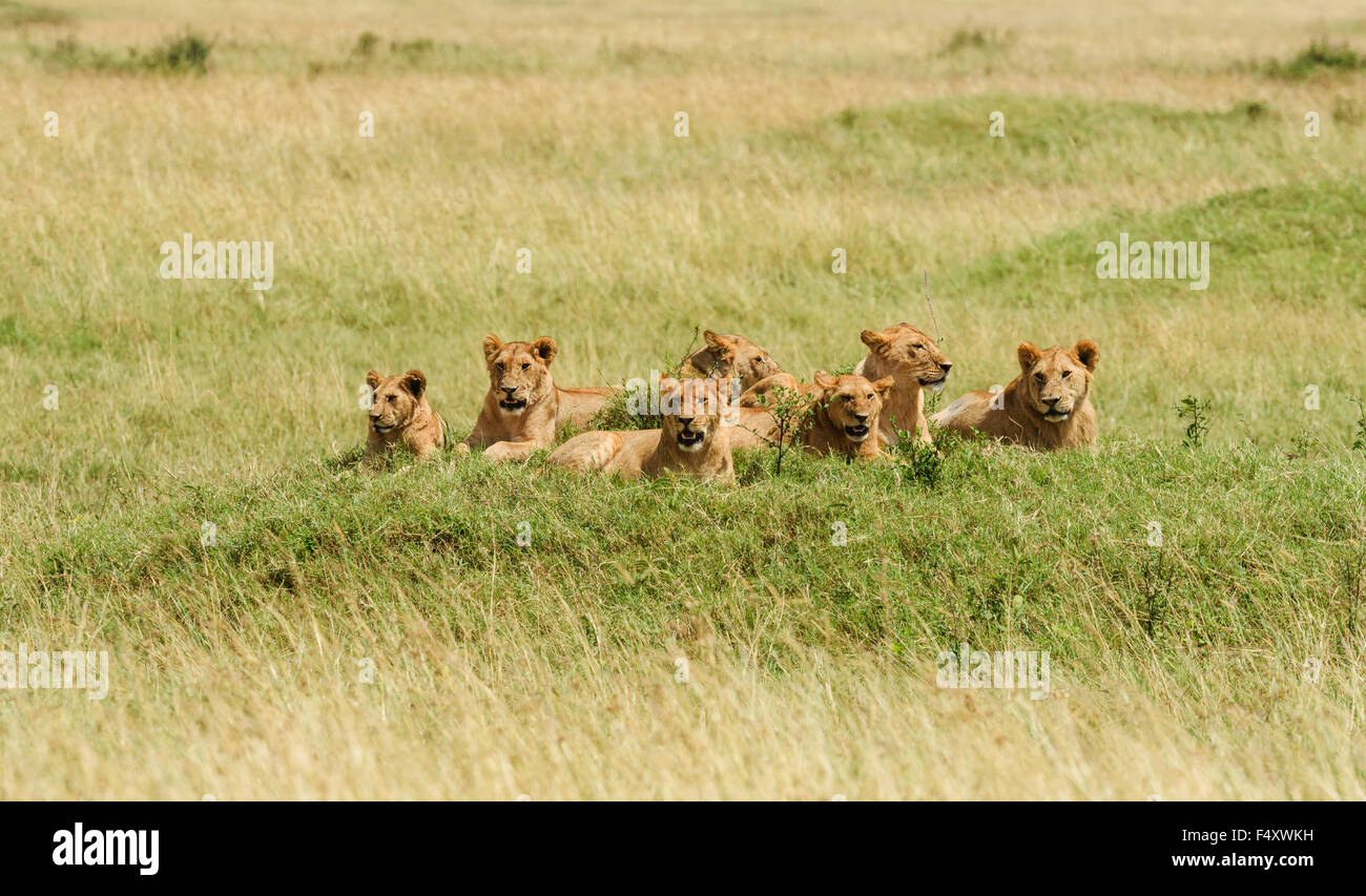 El orgullo de los LEONES (Panthera leo) situadas en la colina, el Masai Mara, Condado de Narok, Kenia Foto de stock