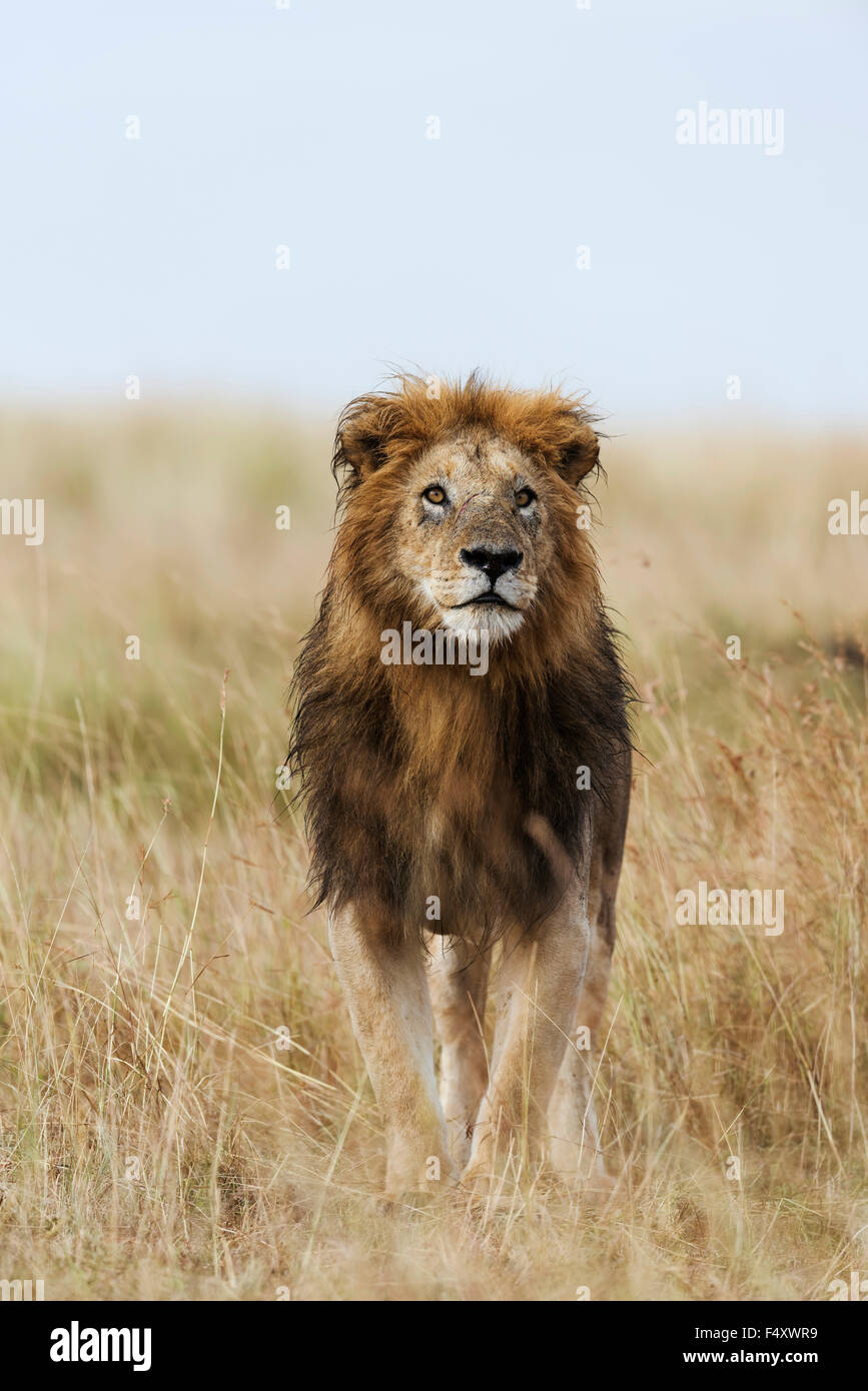 Wet león (Panthera leo), macho, de Masai Mara, el condado de Narok, Kenia Foto de stock