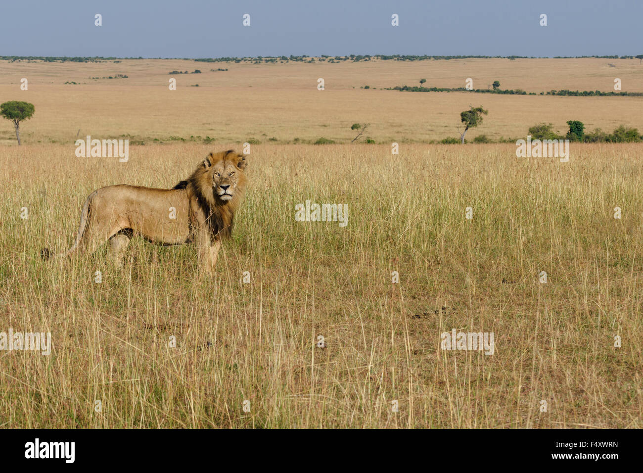 León (Panthera leo), macho en los prados, Masai Mara, Condado de Narok, Kenia Foto de stock