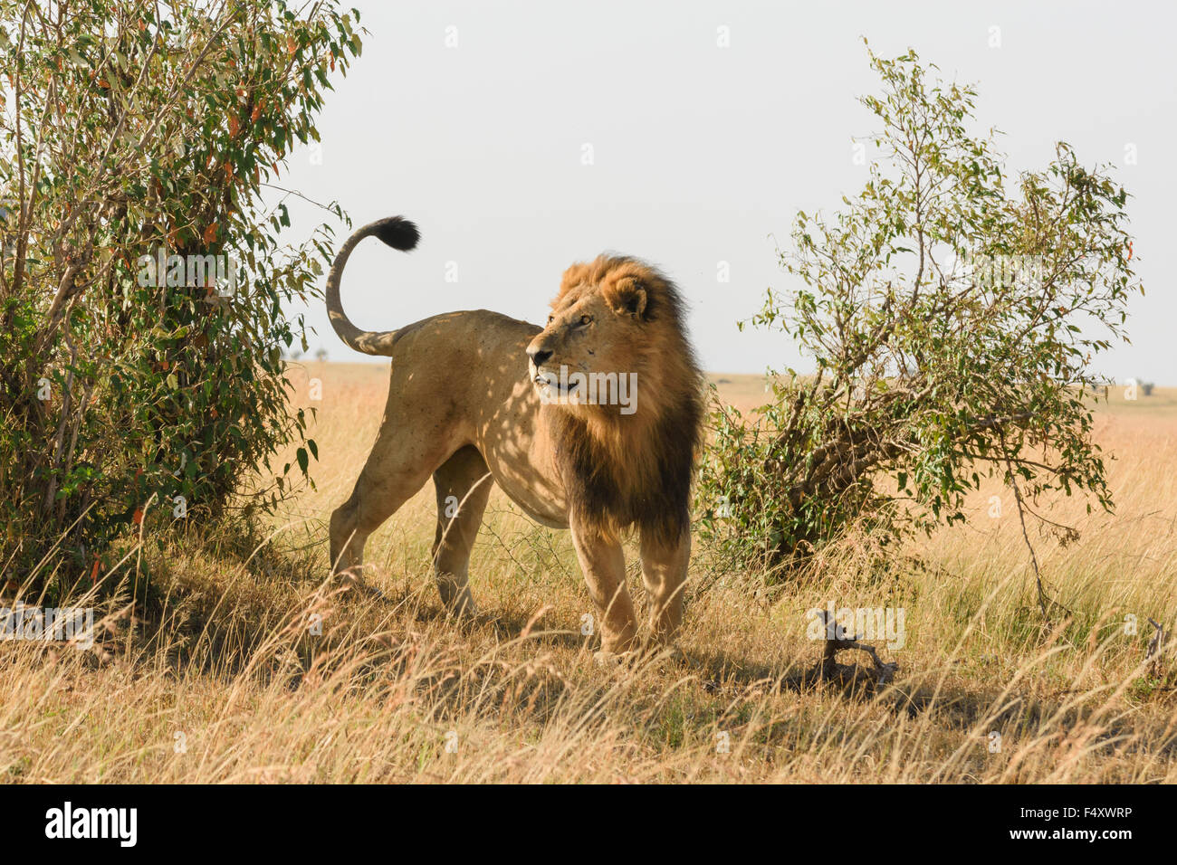León (Panthera leo), macho marcado bush, Masai Mara, Condado de Narok, Kenia Foto de stock