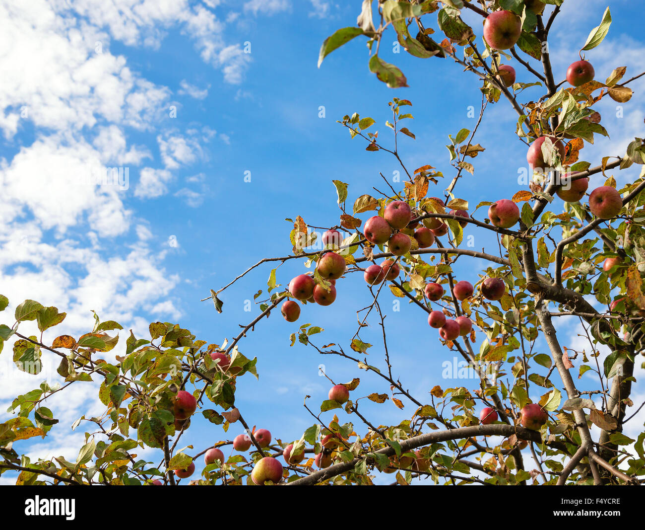 Vista hacia arriba de un otoño manzano contra el cielo azul y las nubes blancas Foto de stock