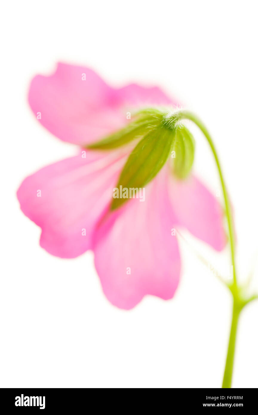 Geranium endressii "Beholder's Eye' (Cranesbill). Cerca de la parte posterior de la flor rosa contra el fondo blanco. Foto de stock