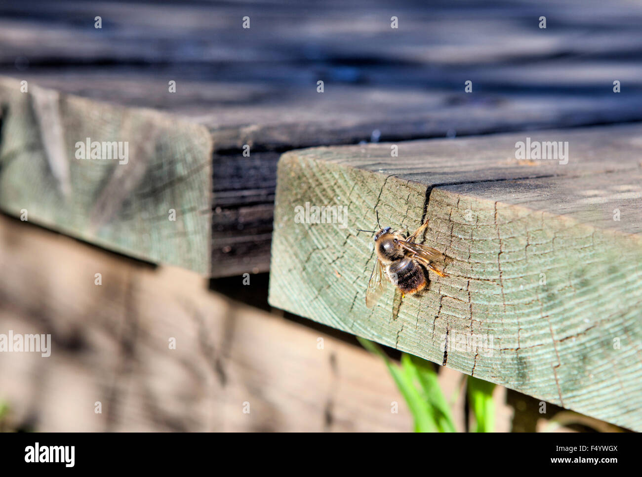 Abeja 4,8 cm 4,1 cm perchas imagen abejas insecto Hummel animal miel Patch aplicaciónb Abeja 4,8 cm 4,1 cm perchas imagen abejas insecto Hummel animal miel Patch aplicaciónb