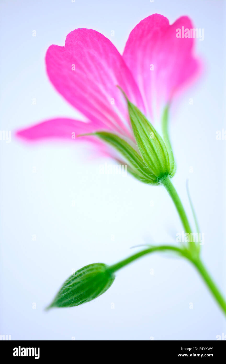 Geranium endressii "Beholder's Eye' (Cranesbill). Parte posterior de la flor rosa contra un fondo liso. Foto de stock
