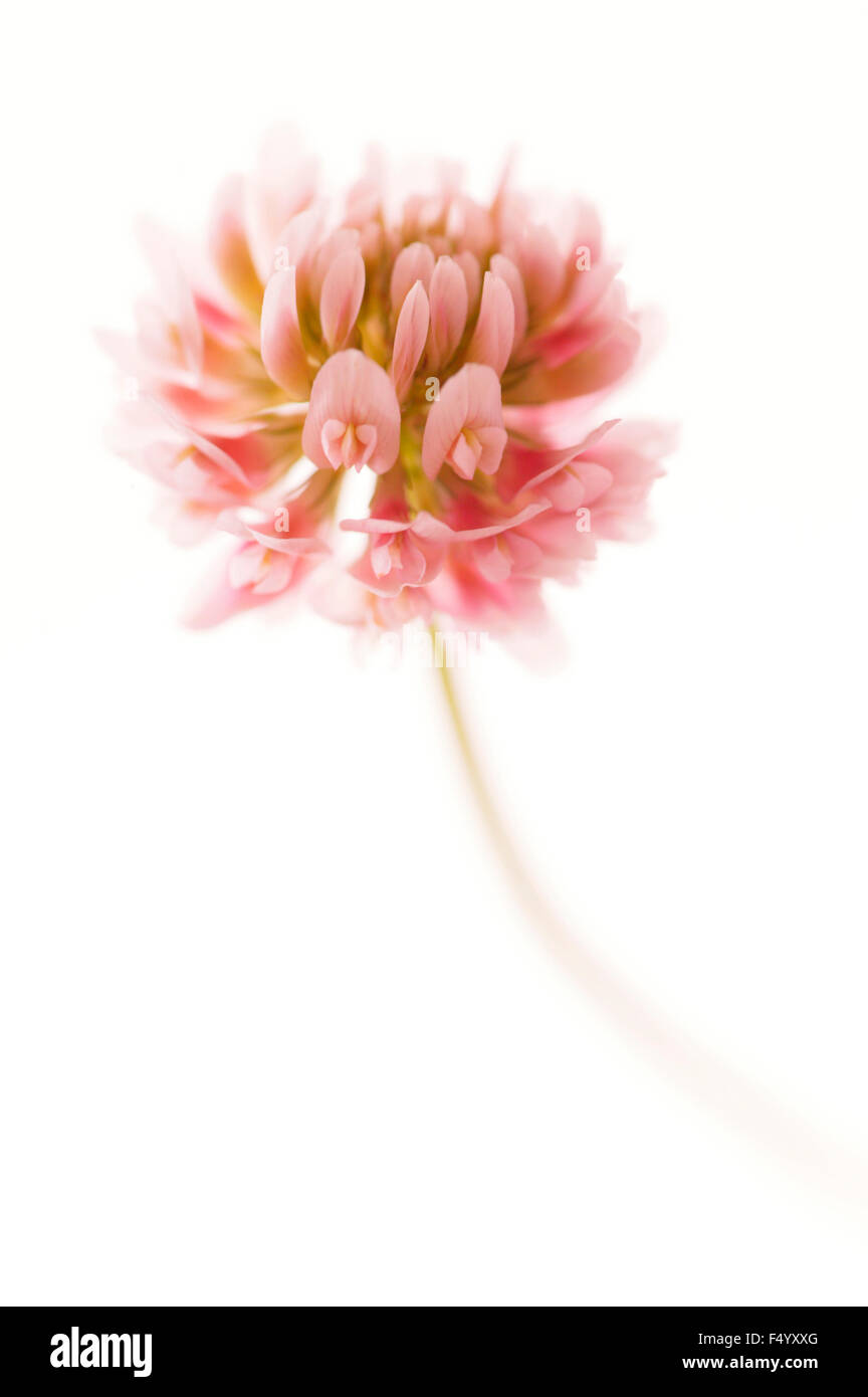 Trifolium hybridum (trébol de Alsike). Flor rosa sobre fondo blanco Foto de stock