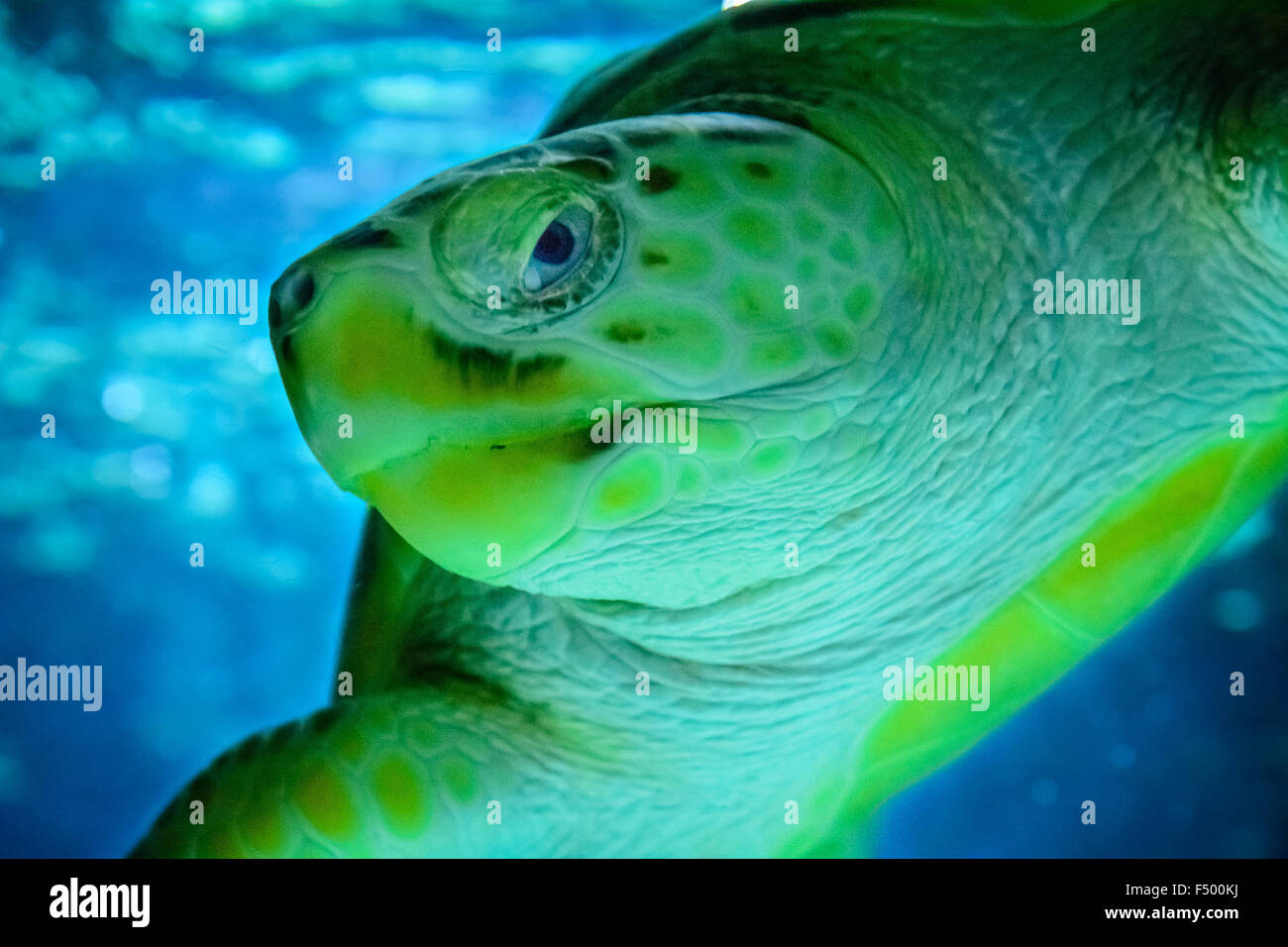 Piscina de tortugas marinas, cerrar Foto de stock