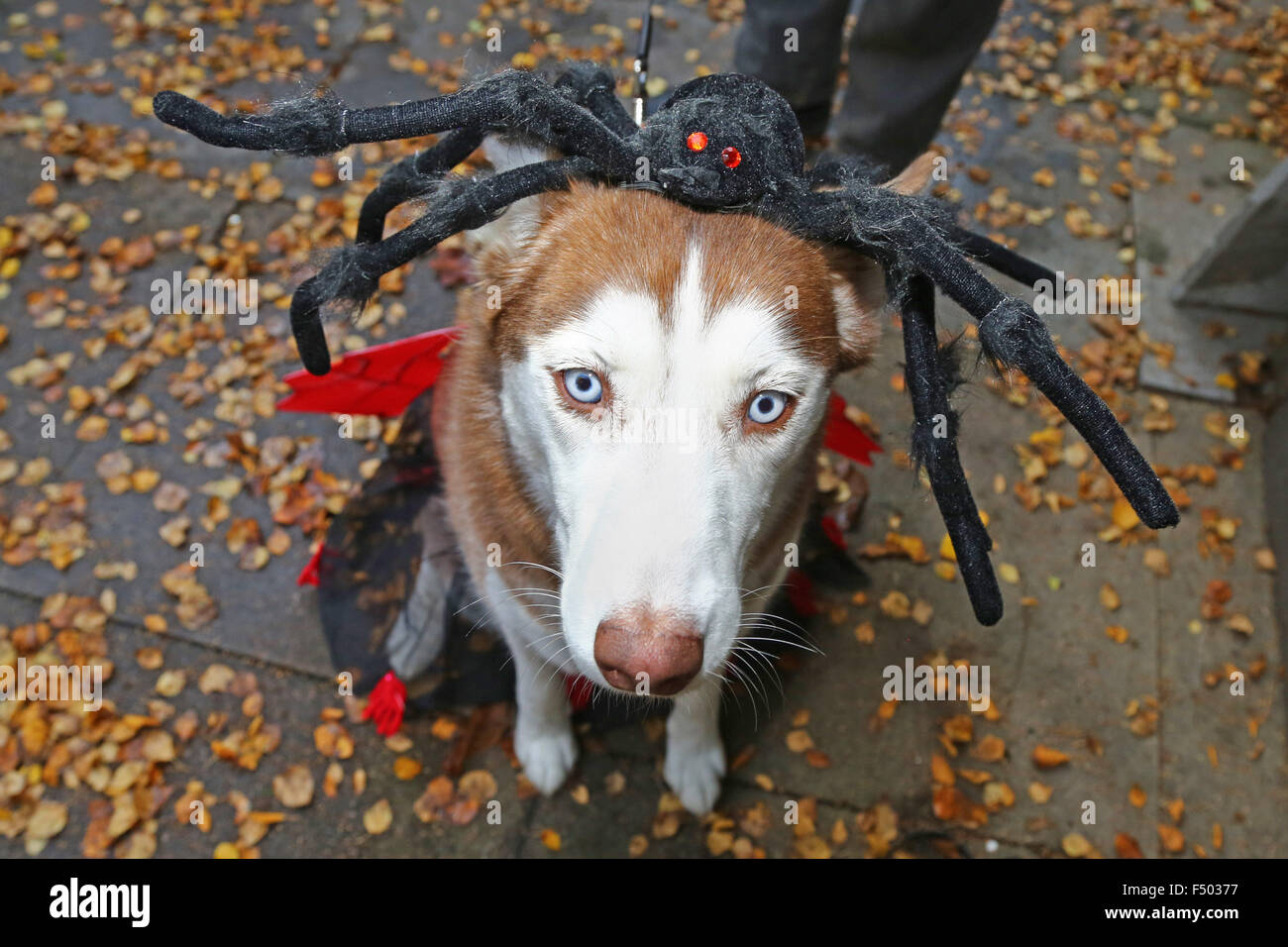 Londres, Reino Unido. El 25 de octubre de 2015. Kayla el Husky en su traje de araña a los perros Halloween Dog Show, Hampstead Heath, Londres, el perro a pasear
