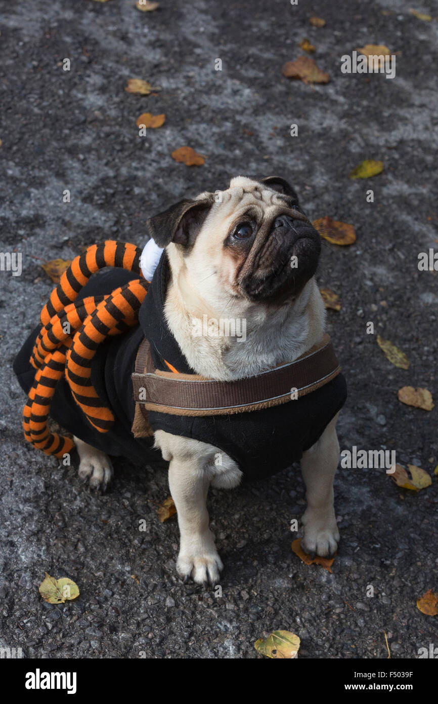 Ambiente preposición privado Londres, Reino Unido. 25 de octubre de 2015. Archie Pug, de 15 meses, con  un disfraz de araña. Perro de Halloween caminata organizada por caridad  animales todos los perros Asunto en españoles