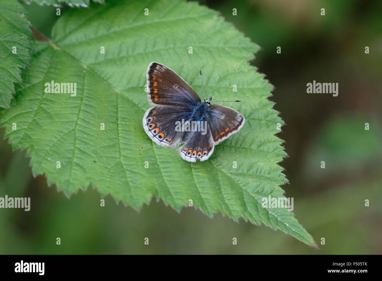 Mariposa Azul común, Polyommatus icarus, hembra, Foto de stock