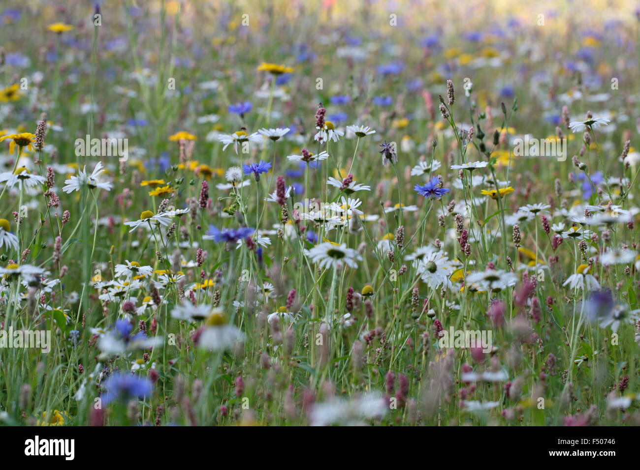 El Wildflower Meadow Foto de stock