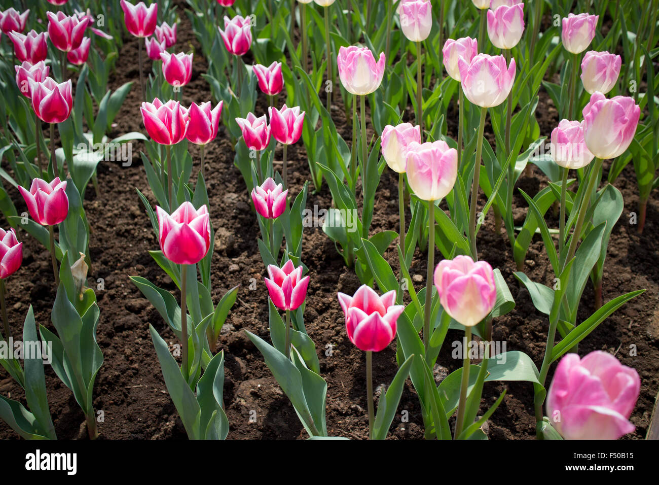 Rojo y rosa tulipanes en plena floración Foto de stock