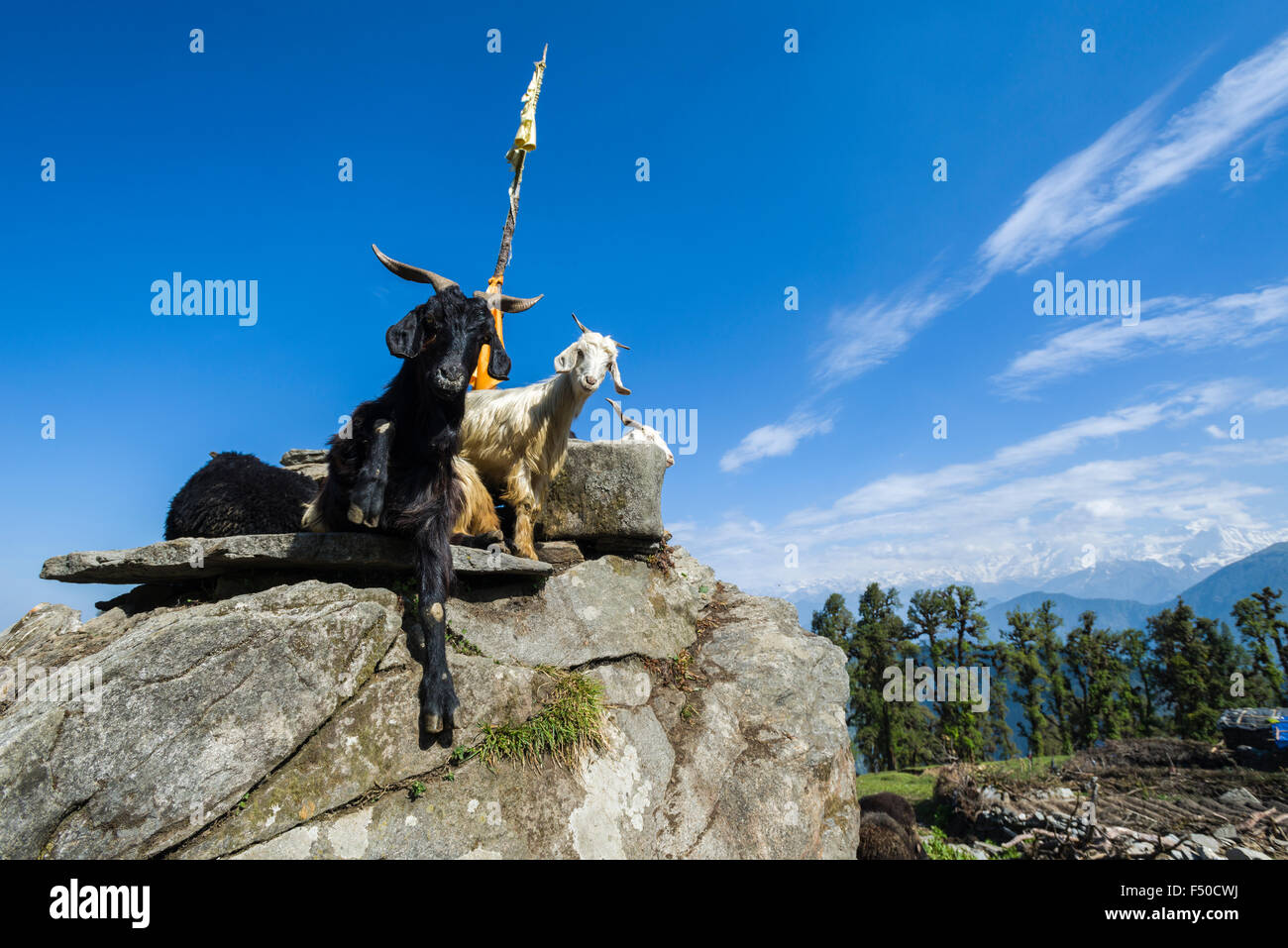 Algunas cabras están sentados sobre una roca, las montañas y los árboles en la distancia Foto de stock