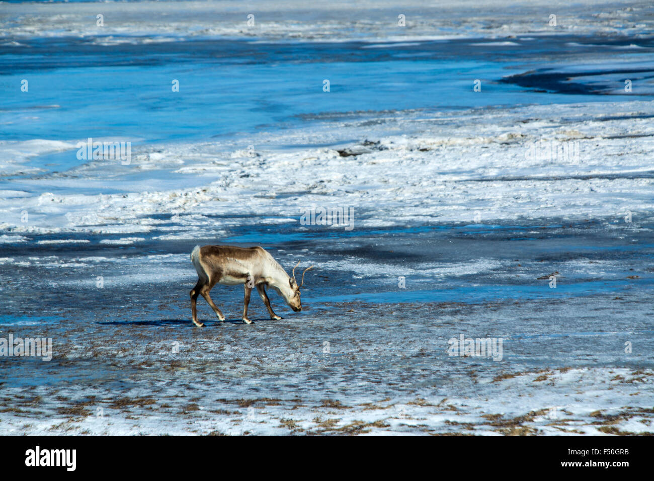 Los renos en un lago de Islandia Foto de stock
