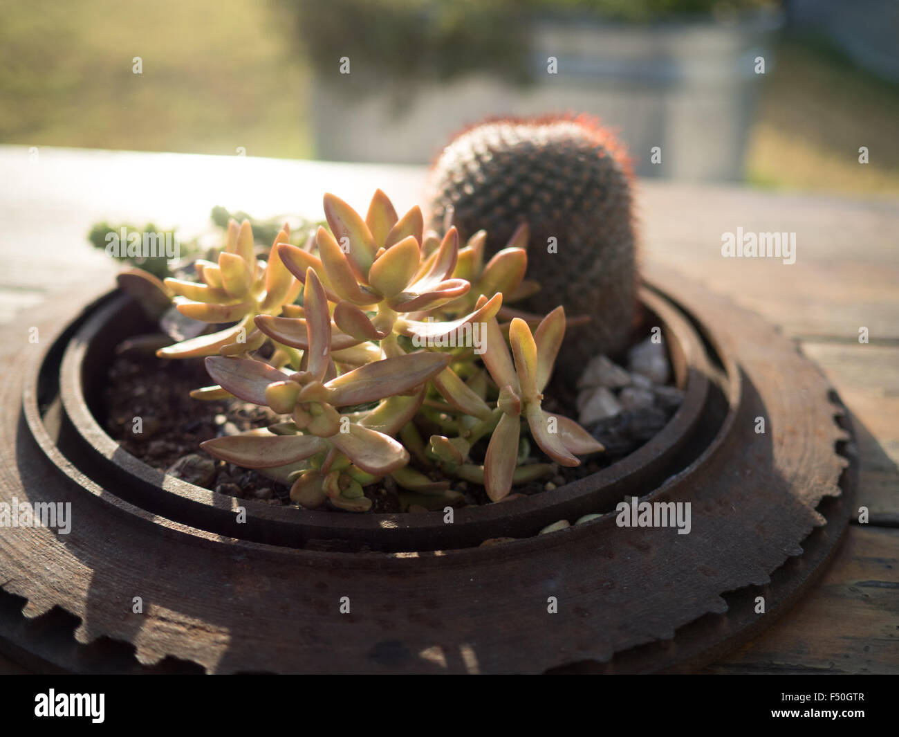 Un cactus y suculentas acuerdo bañado en luz dorada Foto de stock