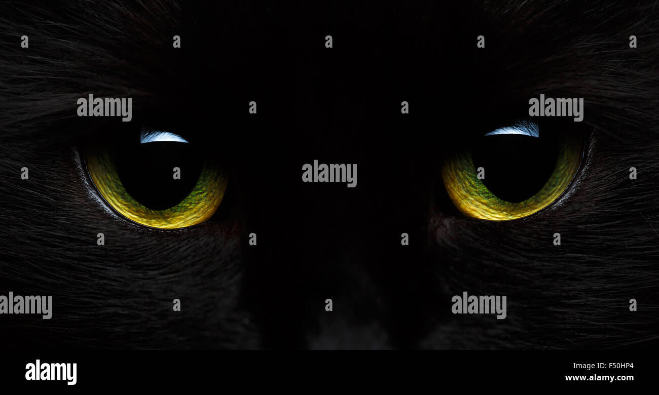 Amarillo-verde de los ojos de un gato negro de cerca Foto de stock