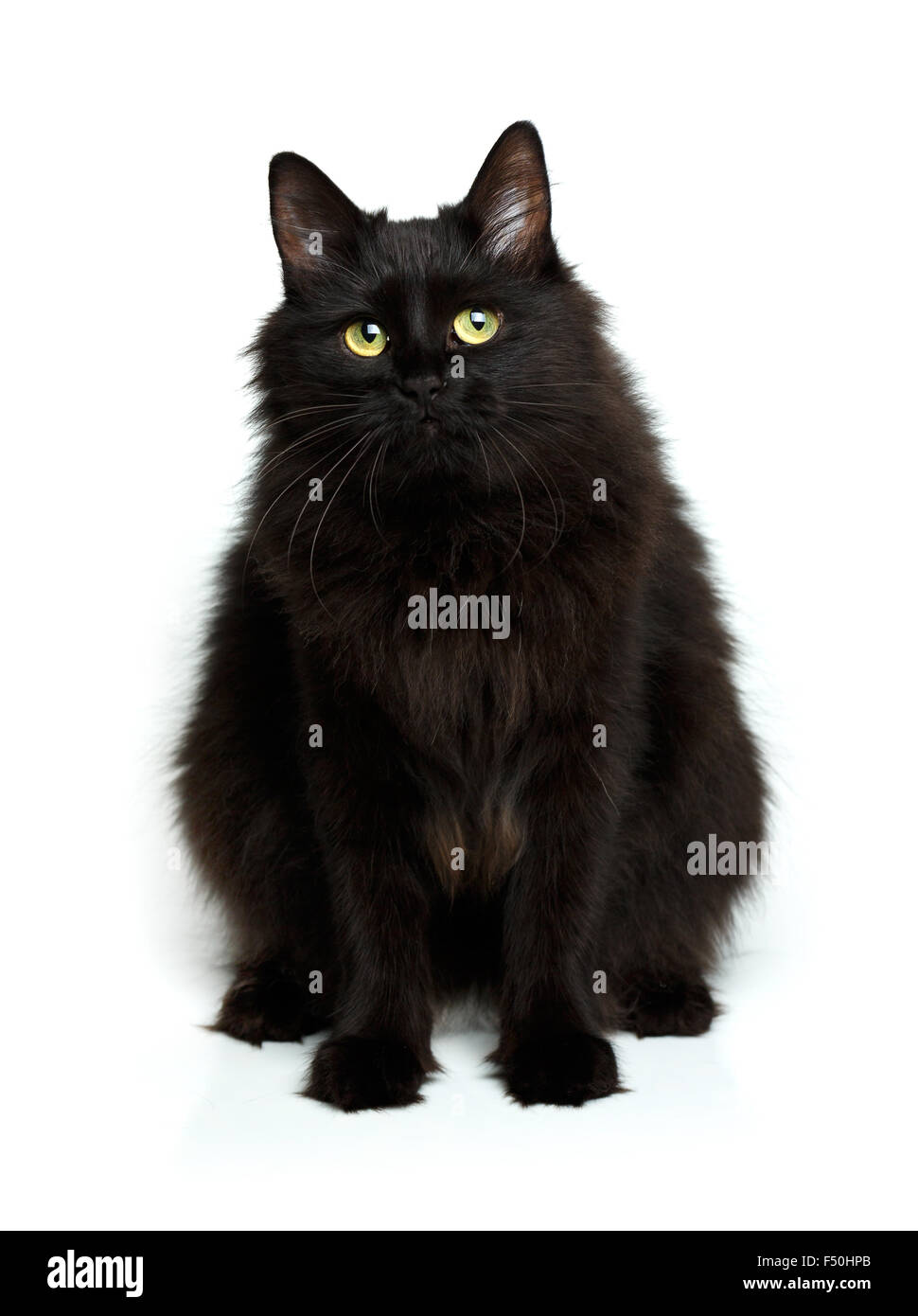 Gato negro esponjoso fotografías e imágenes de alta resolución - Alamy