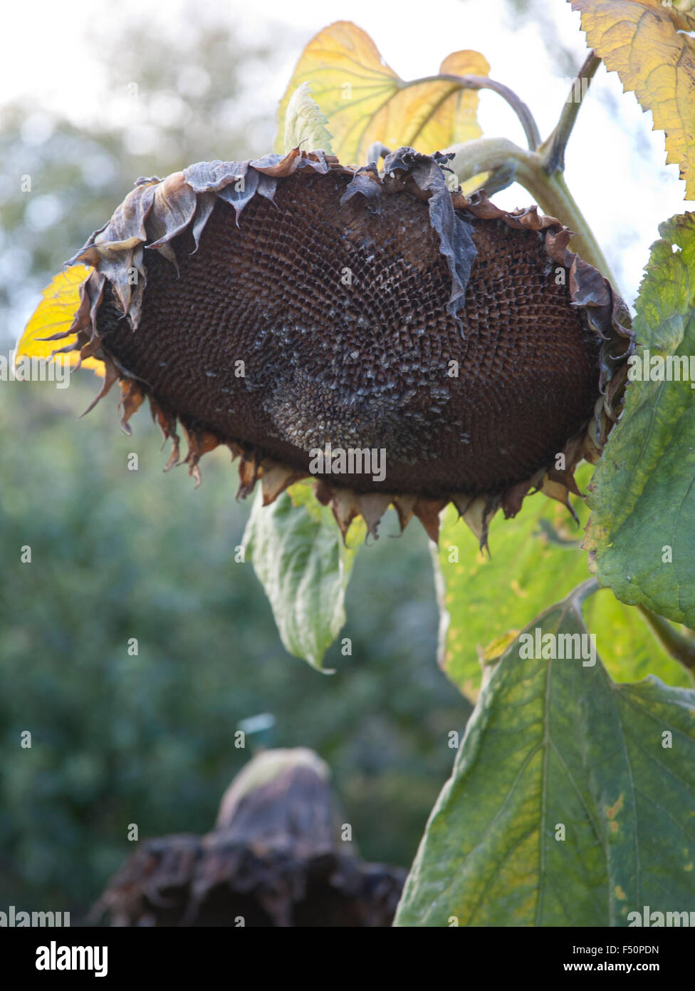 Cabeza de semillas de girasol en un jardín de Irlanda Foto de stock