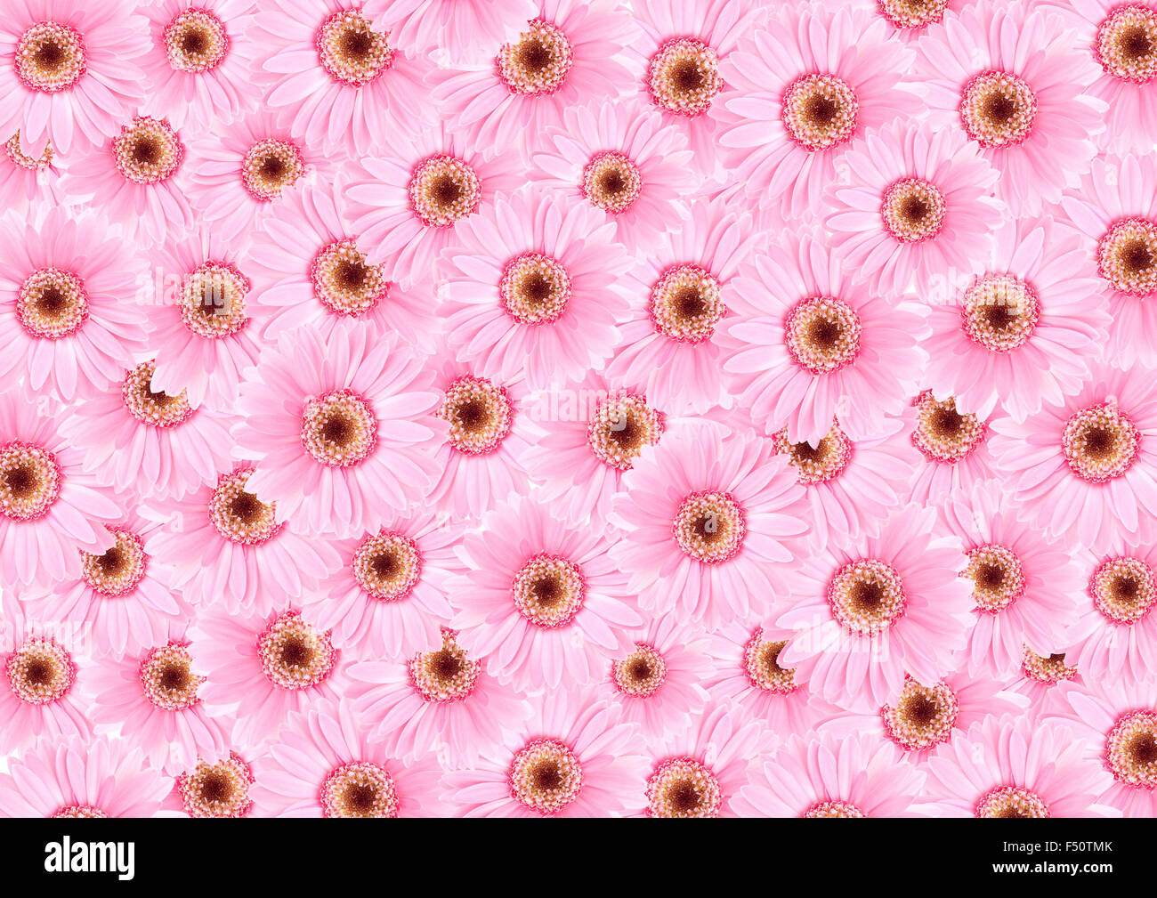 Floras girasol rosa fondo de textura Foto de stock