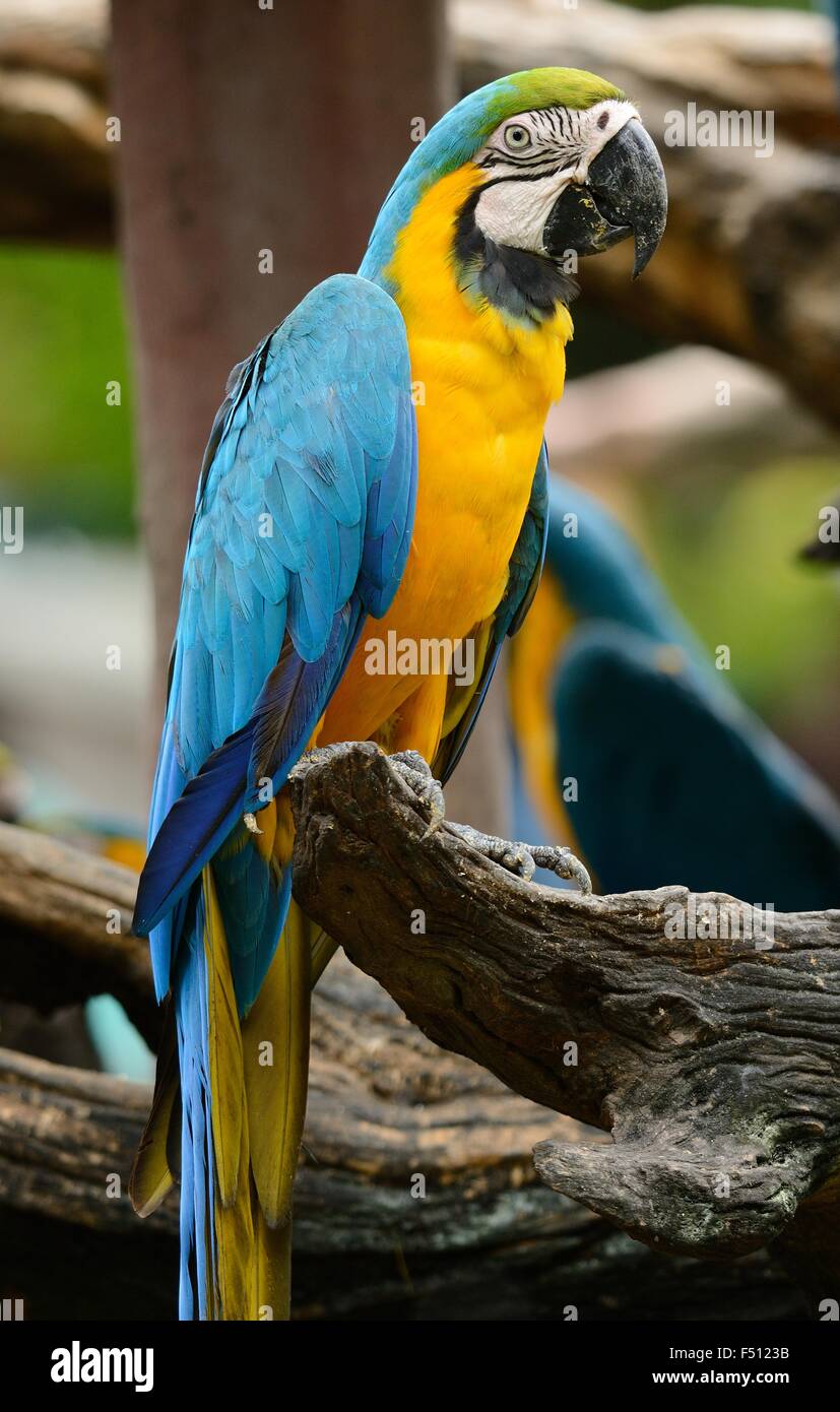 Hermoso azul y amarillo guacamayo (Ara ararauna), también conocido como el azul y oro Guacamayo Foto de stock